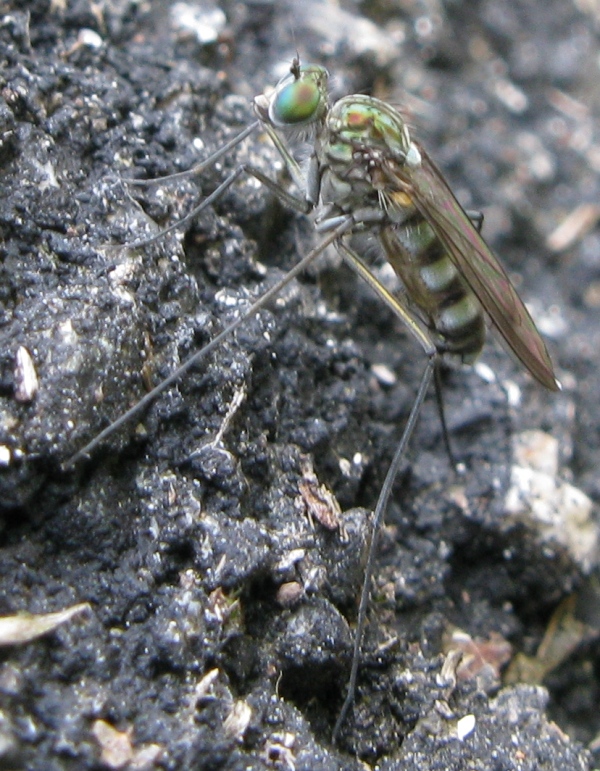 Liancalus virens, Dolichopodidae